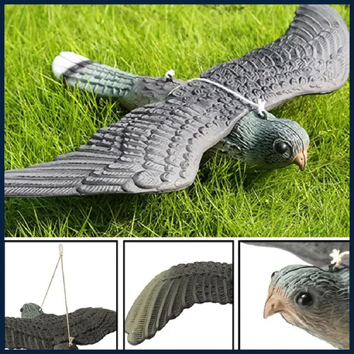 Falco volante - ,